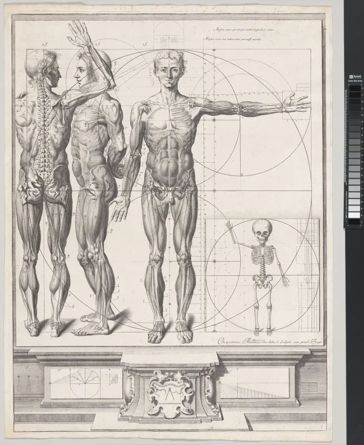 Grabado anatómico de Crisóstomo Martínez, finales del siglo XVII, musculatura y proporciones humanas