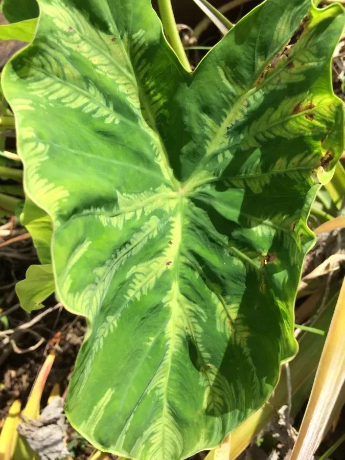 Taro (Colocasia esculenta)- Dasheen mosaic - 15768366520